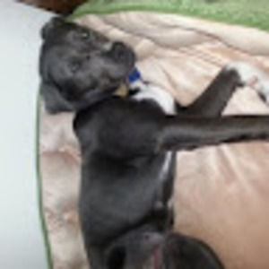 Meet your Posher, Thomas